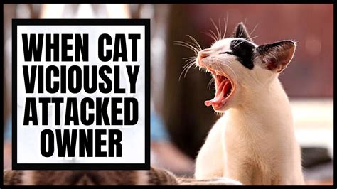 My cat viciously attacked me unprovoked. Things To Know About My cat viciously attacked me unprovoked. 